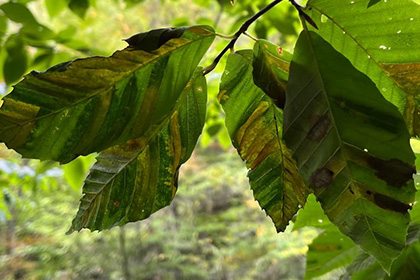 A beech tree leaf
