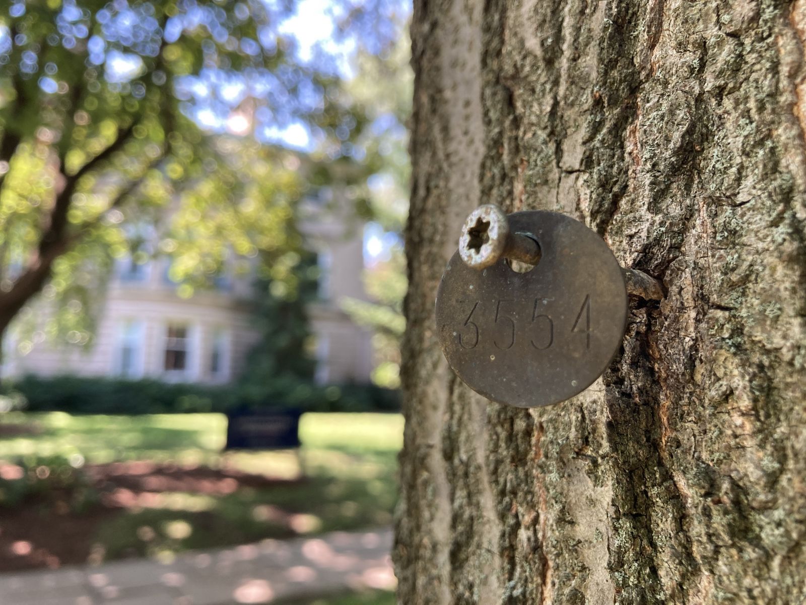 A photo of a tree tag identifying a pin oak on Yale's campus