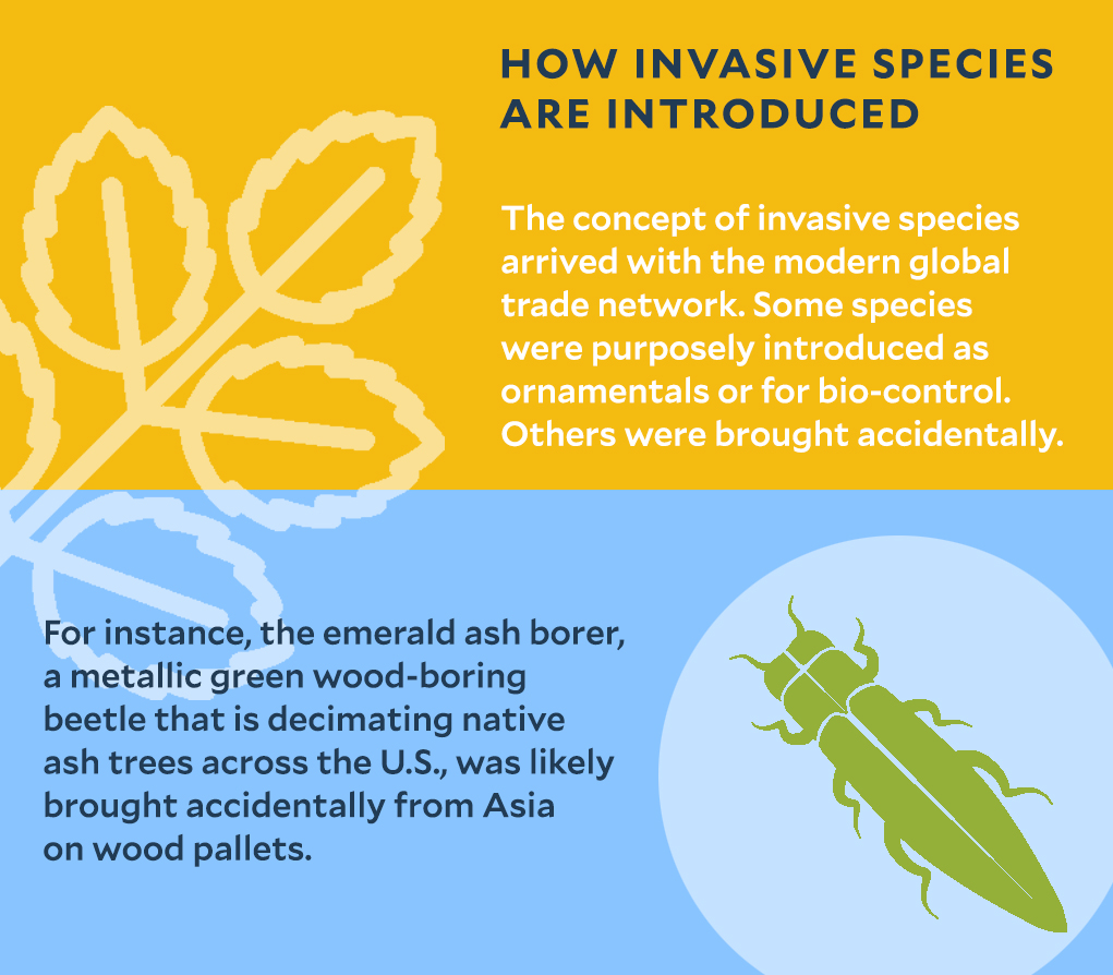 Infographic discussing how invasive species are introduced globally