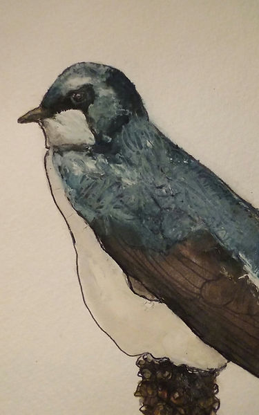 A painting of a tree swallow
