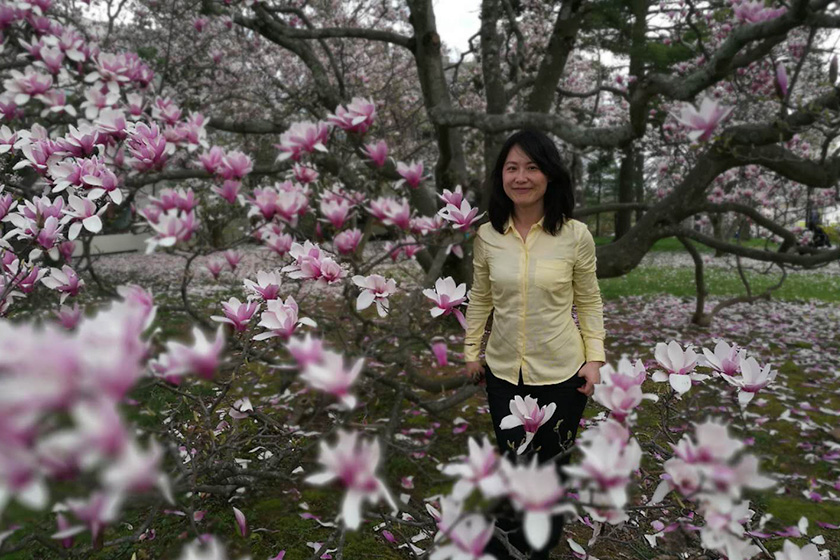 Yale senior lector Chuanmei Sun standing in a flowering magnolia tree