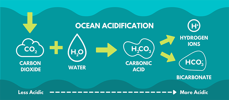 How Carbon Emissions Acidify Our Ocean