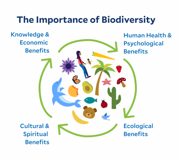 Impact of Species Diversity on Ecosystem Services