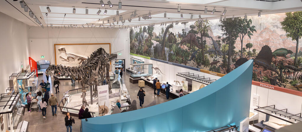 Dan Renzetti photo Photo of the Yale Peabody Museum's Burke Hall of Dinosaurs, with the Brontosaurus skeleton in the center