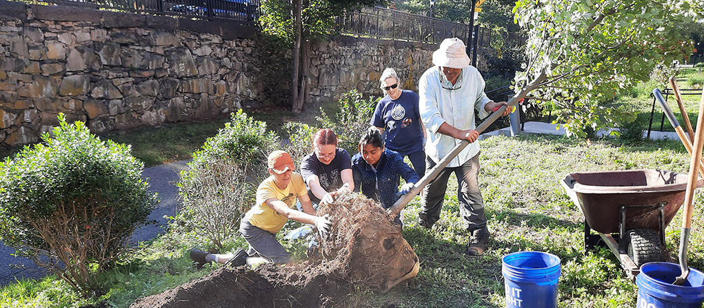 Four people planting a tree on Yale's campus