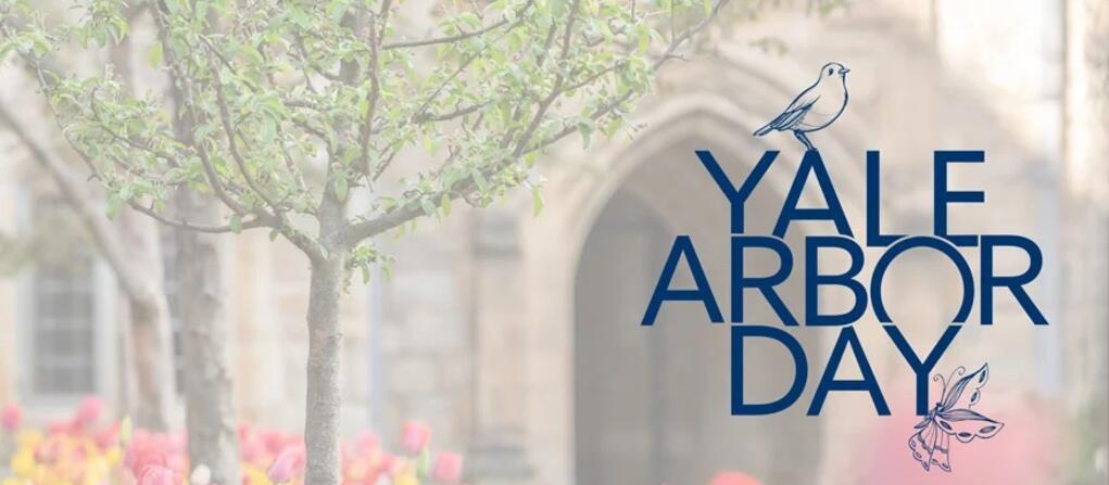 An image of Yale's campus with trees