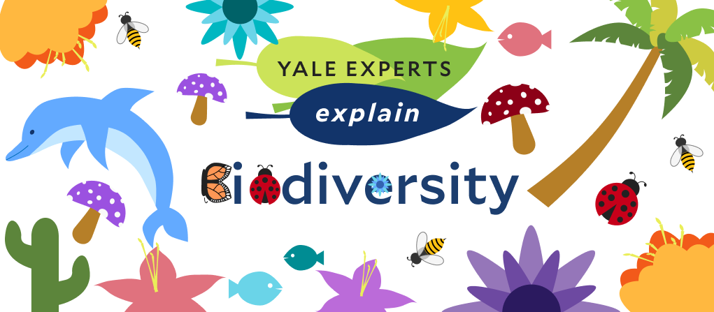 Yale Experts Explain Biodiversity | Yale Sustainability