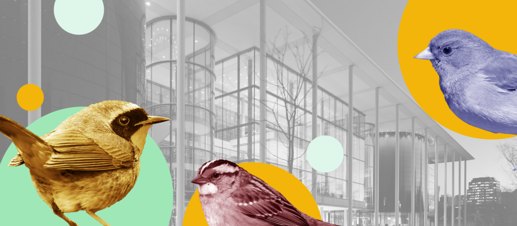 A photo illustration showing Yale University campus and migratory songbirds