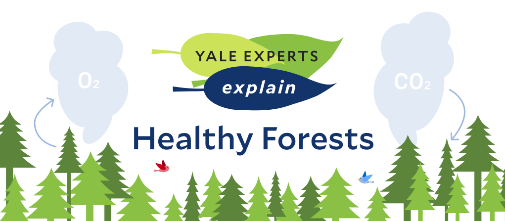 International Day of Forests 2023 global event highlights importance of forests for environmental and human health
