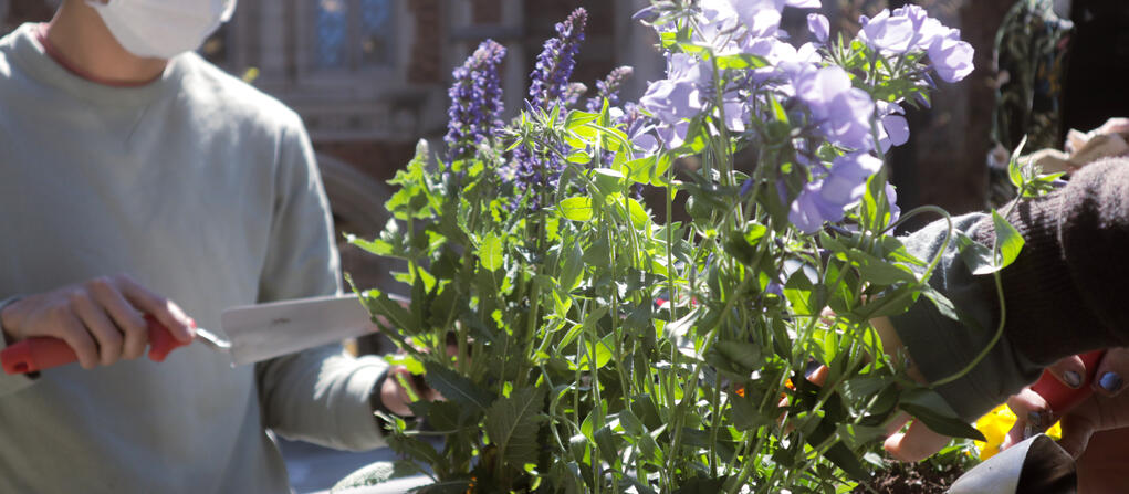 man prepping a plant