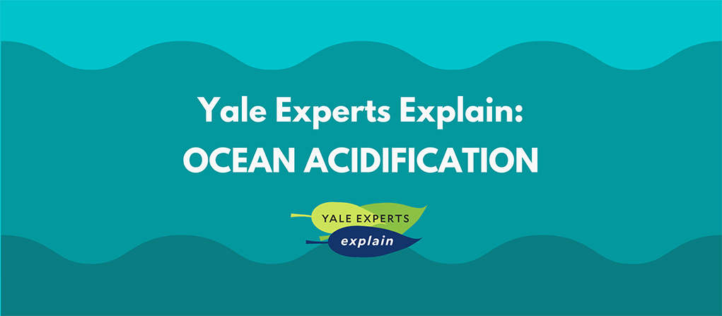 Yale Experts explain Ocean Acidification