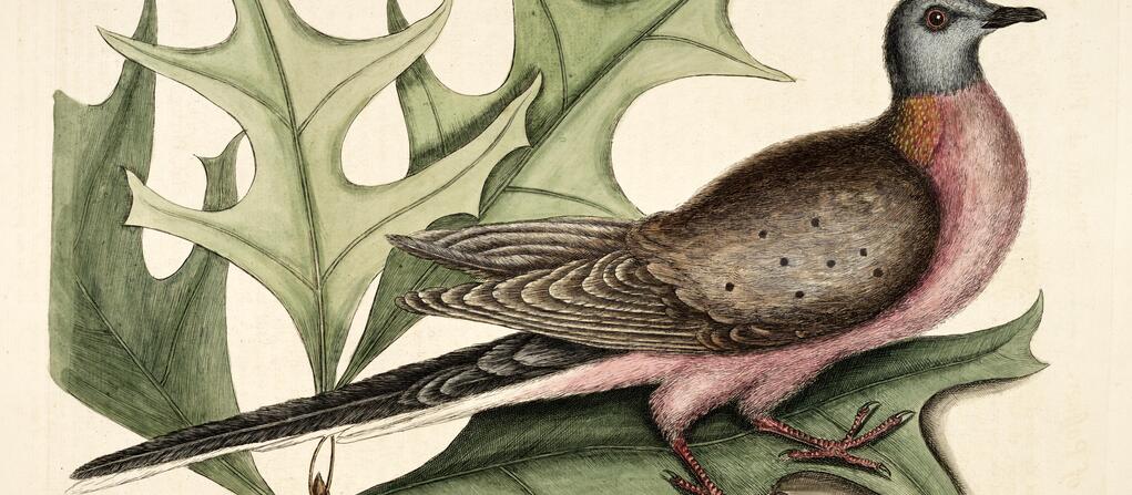 An illustration of the passenger pigeon
