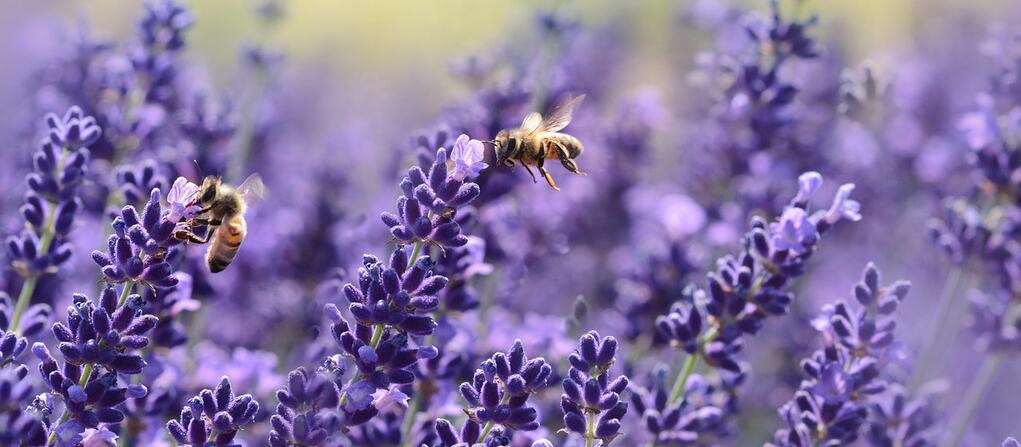 bees pollinating lavender