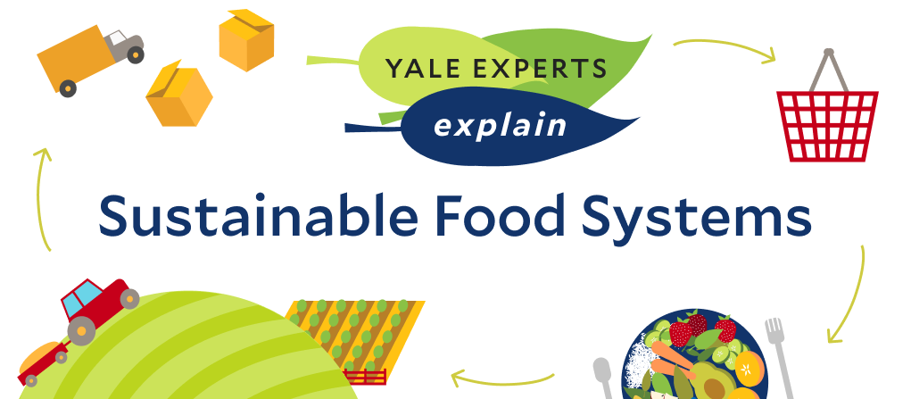 sustainable food systems header with farm to table illustration