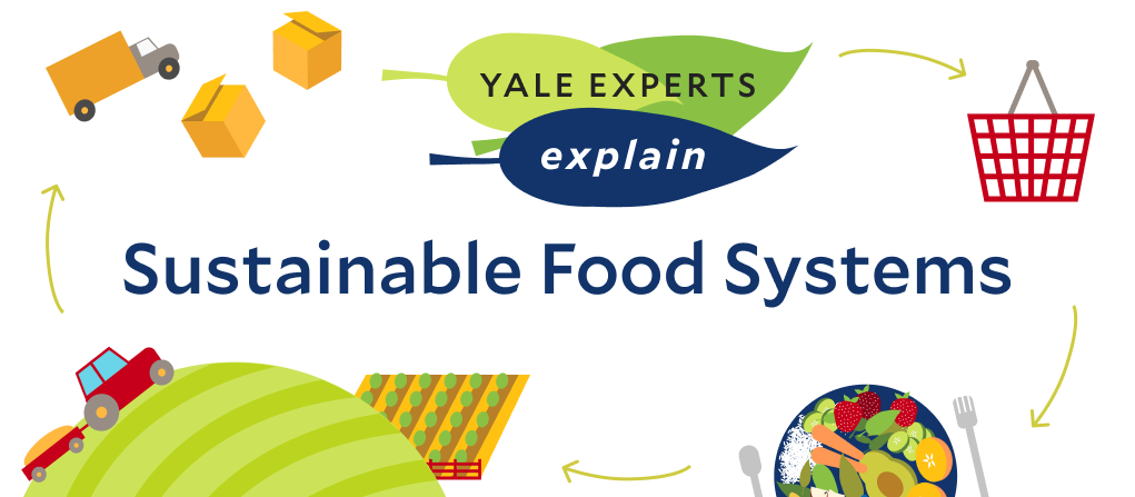 https://sustainability.yale.edu/sites/default/files/styles/blog_and_explainers/public/sustainablefoodsystems_header.png?itok=xkQf5y0a