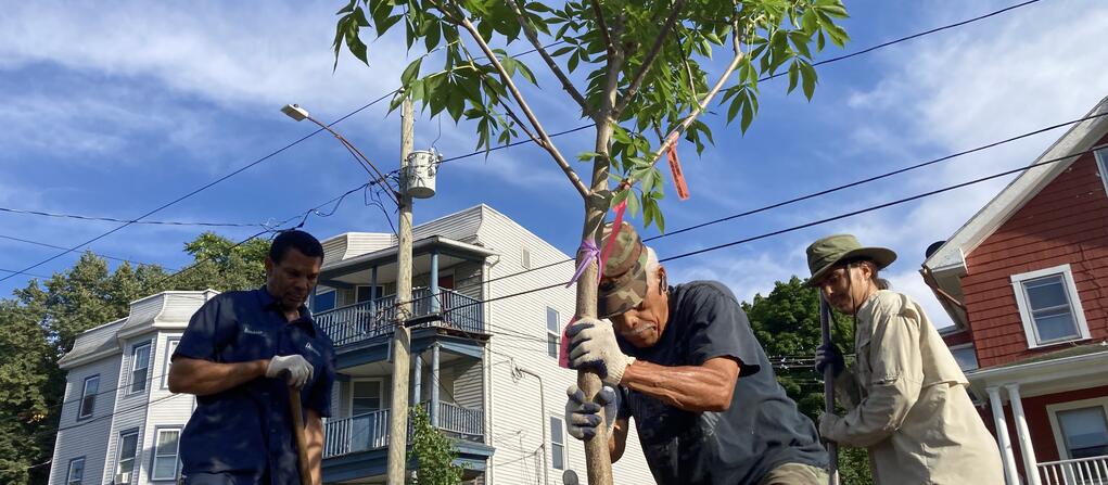 A photo of volunteers from Urban Resources Initiative planting a tree in New Haven