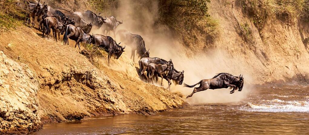 Photo of Wildebeest plunging into a river