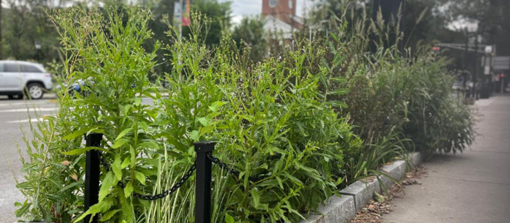 Photo of a bioswale in downtown New Haven