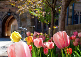 Yale University campus with tulips in the foreground