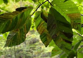 A leaf from a tree in West Rock Ridge State Park in New Haven shows symptoms of infection from Beech Leaf Disease. Photos courtesy of Craig Brodersen