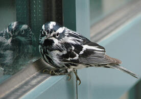 Photo of a black-and-white warbler perched on a window ledge