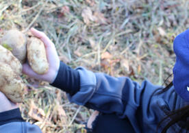 girl holding potatoes