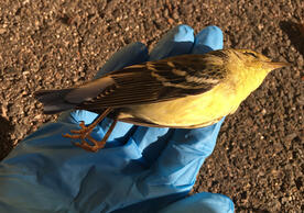 Photo of a blackpoll warbler killed by collision with a building