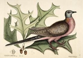 An illustration of the passenger pigeon