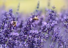 bees pollinating lavender