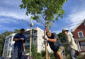 A photo of volunteers from Urban Resources Initiative planting a tree in New Haven
